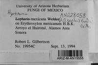 Image of Hjortstamia mexicana