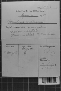 Leucogyrophana mollusca image