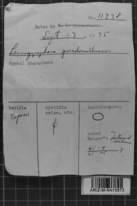 Leucogyrophana pseudomollusca image