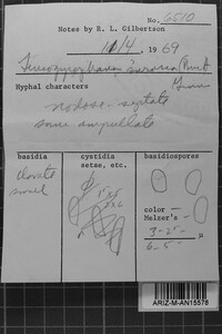 Leucogyrophana sororia image