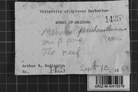 Leucogyrophana pseudomollusca image
