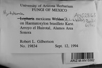 Hjortstamia mexicana image