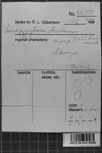 Leucogyrophana olivascens image