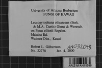 Leucogyrophana olivascens image