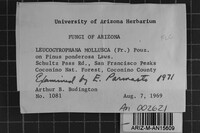 Leucogyrophana mollusca image