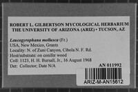 Leucogyrophana mollusca image
