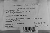 Leucogyrophana pseudomollusca image