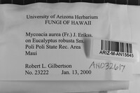 Mycoacia aurea image