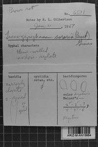 Leucogyrophana sororia image