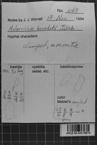 Image of Melzericium bourdotii