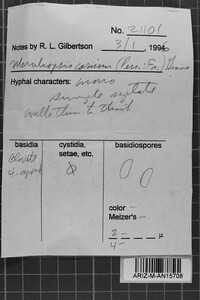 Byssomerulius corium image