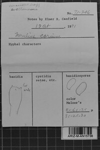 Byssomerulius corium image