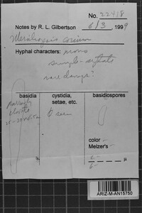 Byssomerulius corium image