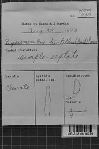 Byssomerulius hirtellus image
