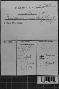 Metulodontia nivea image