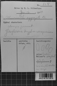 Mucronella calva image