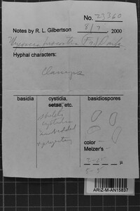 Mycoacia fuscoatra image