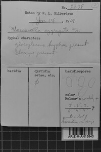 Mucronella calva image