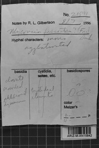 Mycoacia fuscoatra image