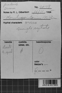 Byssomerulius corium image