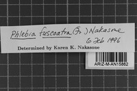Mycoacia fuscoatra image