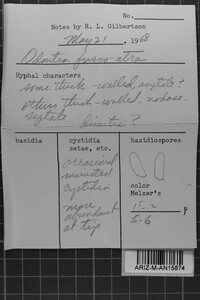 Mycoacia fuscoatra image