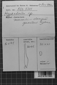 Mycoacia stenodon image