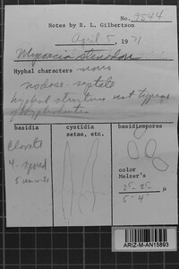 Mycoacia stenodon image