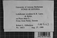 Lobulicium occultum image