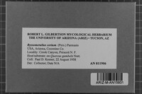 Byssomerulius corium image