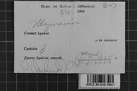 Mycoacia stenodon image