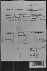 Leucogyrophana olivascens image