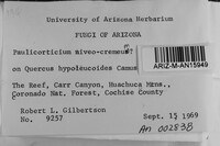 Sistotremastrum niveocremeum image