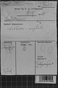 Sistotremastrum niveocremeum image