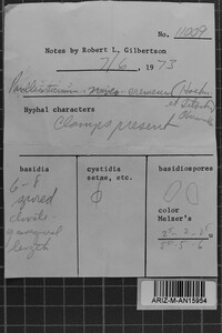 Sistotremastrum niveocremeum image