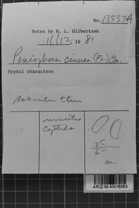 Peniophora cinerea image