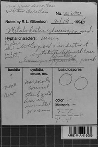 Metulodontia sphaericospora image