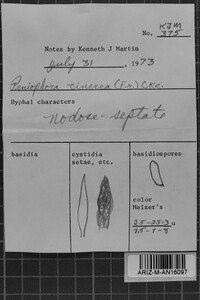 Peniophora cinerea image