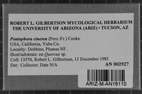 Peniophora cinerea image