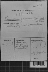 Bulbillomyces farinosus image