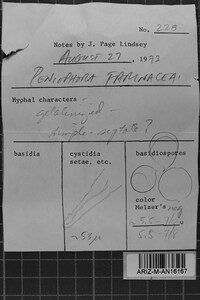 Bulbillomyces farinosus image