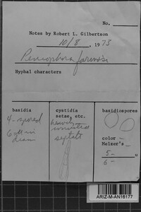 Bulbillomyces farinosus image