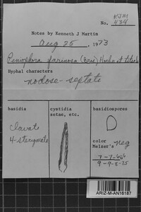 Bulbillomyces farinosus image