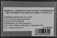 Peniophora cinerea image