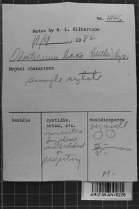 Odonticium laxum image