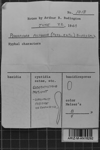 Peniophora polygonia image