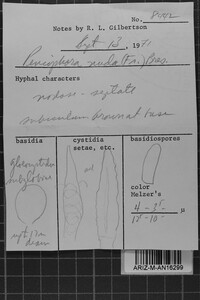 Peniophora nuda image