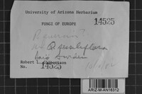 Peniophora quercina image