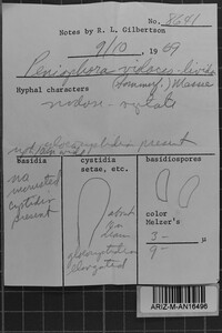 Peniophora violaceolivida image