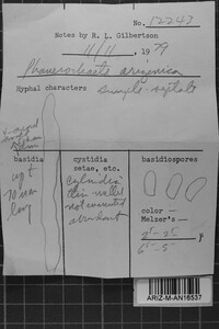 Phanerochaete arizonica image